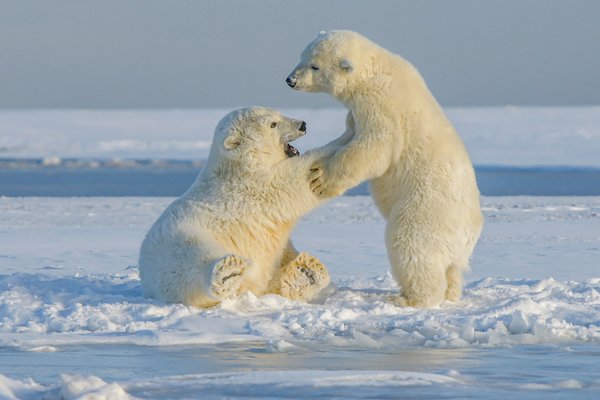 Peut-on trouver une croisière qui propose des excursions pour observer les ours polaires en Arctique?